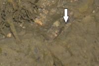 Salamandra salamandra