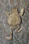 Bufo spinosus