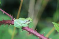 Hyla arborea