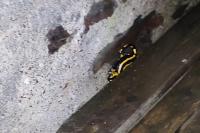 Salamandra salamandra