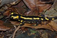 Salamandra salamandra