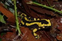 Salamandra salamandra