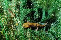 Salamandra