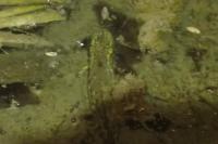 Lissotriton helveticus
