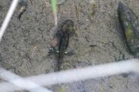 Salamandra salamandra