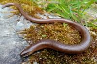 Anguis fragilis