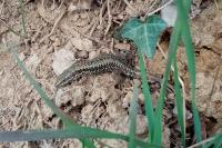 Podarcis muralis