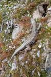 Podarcis muralis
