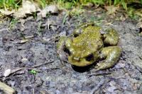 Bufo spinosus