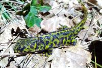 Triturus marmoratus