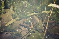 Lissotriton helveticus