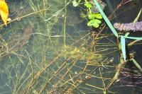 Triturus marmoratus