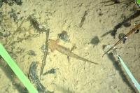 Salamandra salamandra