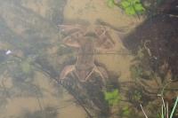 Rana dalmatina
