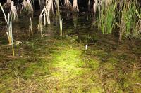 Pelophylax