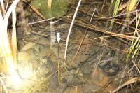 Salamandra salamandra