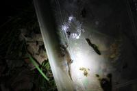 Lissotriton helveticus