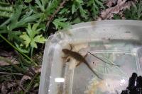 Lissotriton helveticus