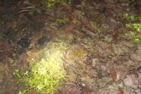 Pelophylax