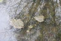 Rana dalmatina