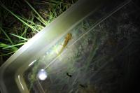 Salamandra salamandra