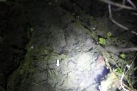 Lissotriton helveticus helveticus