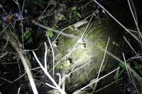 Pelophylax