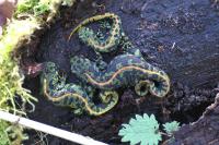 Triturus marmoratus