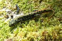 Triturus marmoratus