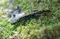 Triturus marmoratus