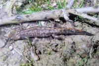 Triturus cristatus