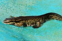 Lissotriton helveticus