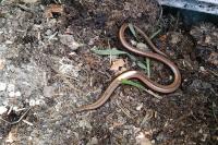 Anguis fragilis