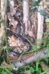 Zamenis longissimus