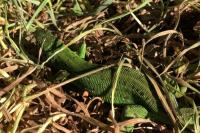 Lacerta bilineata