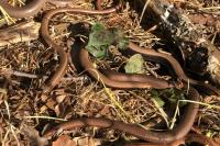 Anguis fragilis