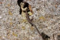 Podarcis muralis