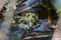 Pelophylax kl. esculentus