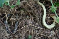 Hierophis viridiflavus