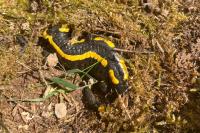 Salamandra salamandra