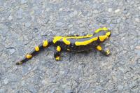 Salamandra salamandra