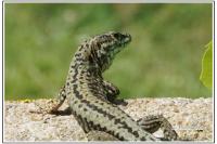 Podarcis muralis