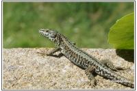 Podarcis muralis