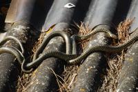 Hierophis viridiflavus