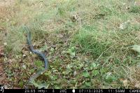 Hierophis viridiflavus