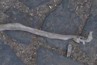 Zamenis longissimus longissimus