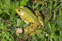 Pelophylax