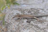 Podarcis muralis