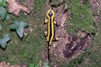 Salamandra salamandra