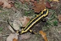 Salamandra salamandra